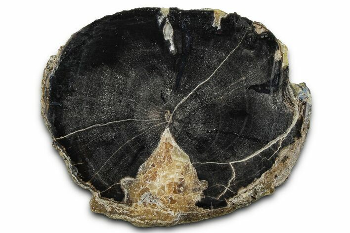 Petrified Wood (Schinoxylon) Limb Section - Blue Forest, Wyoming #371084